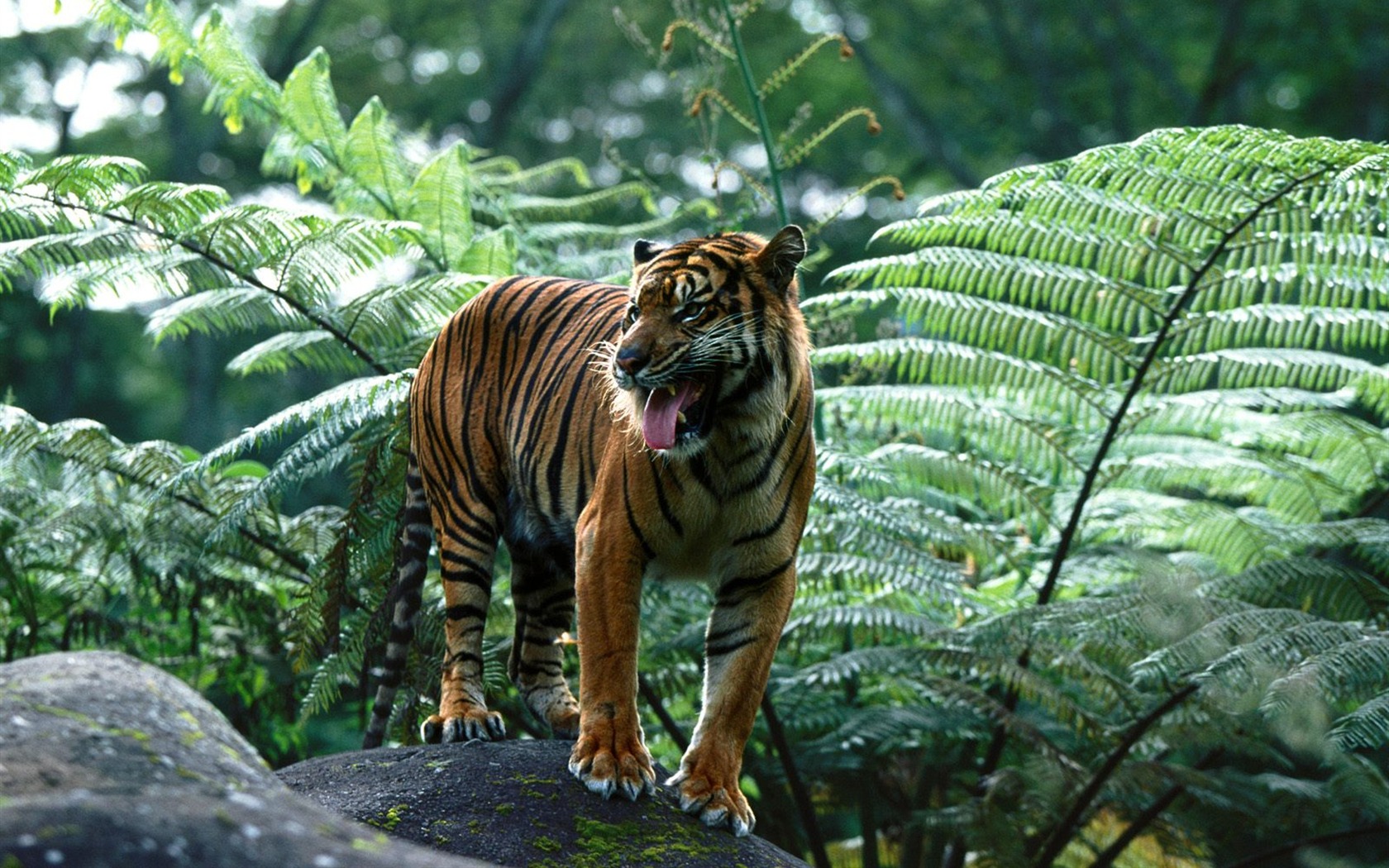 Tiger Photo Wallpaper (3) #20 - 1680x1050