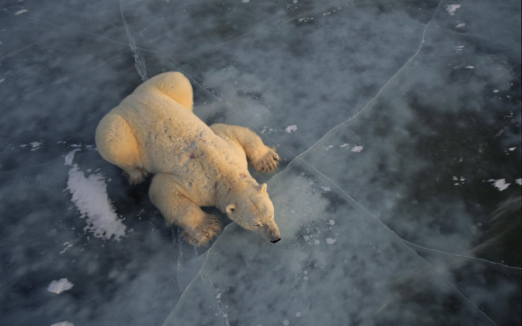 北极熊写真壁纸3 - 1680x1050