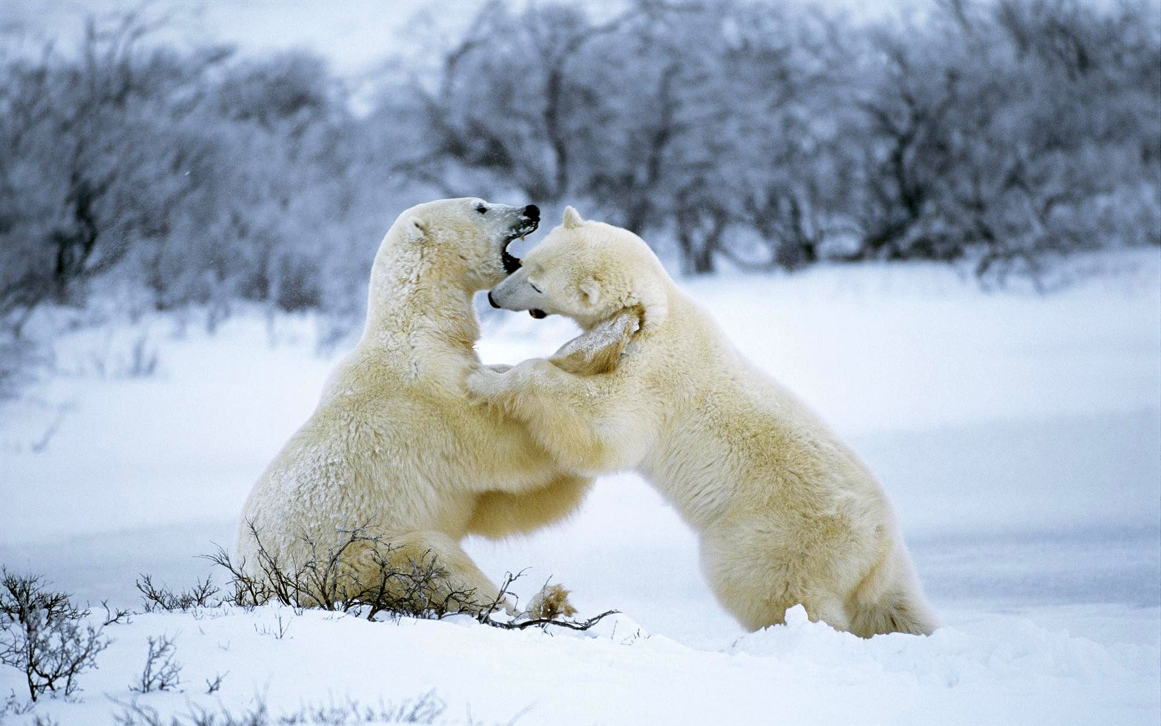 Белый медведь Фото обои #11 - 1680x1050