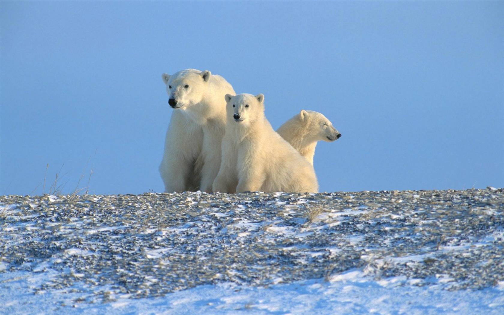 北极熊写真壁纸13 - 1680x1050