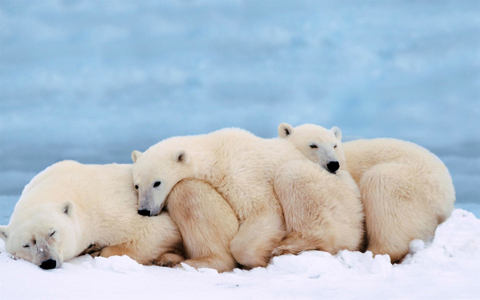 Fond d'écran Polar Bear Photo #14 - 1680x1050