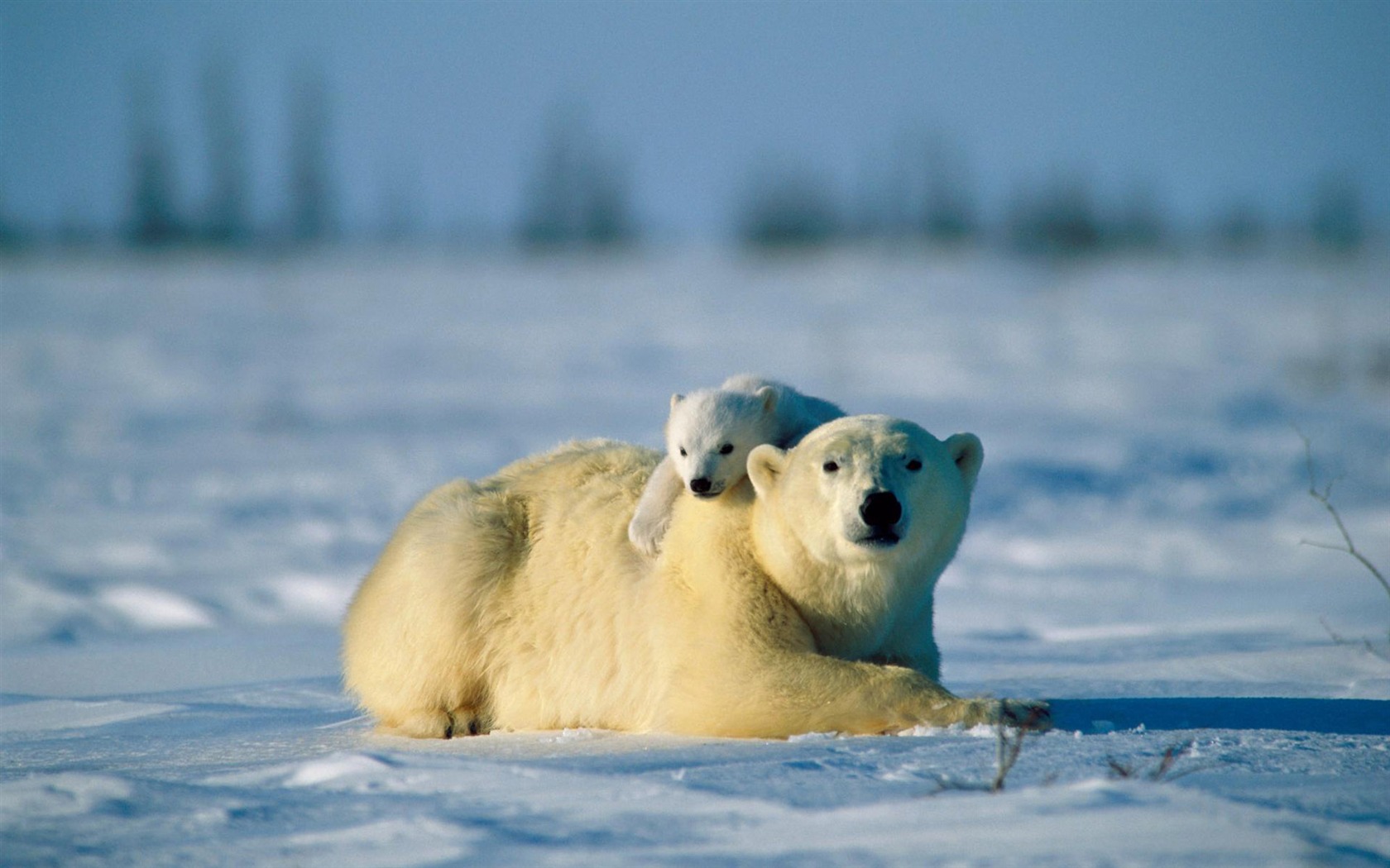 Polar Bear Foto Wallpaper #16 - 1680x1050