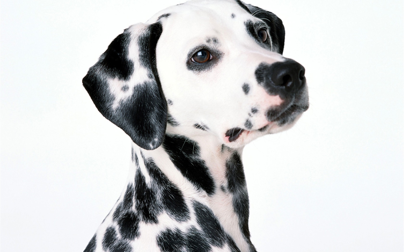 1600 dog photo wallpaper (1) #5 - 1680x1050
