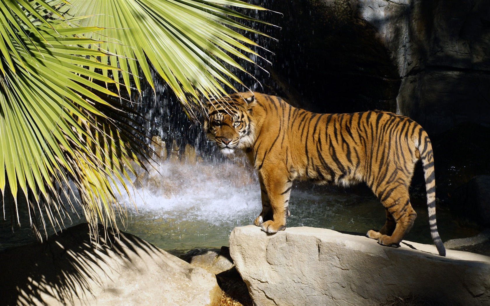 Tiger Фото обои (4) #3 - 1680x1050
