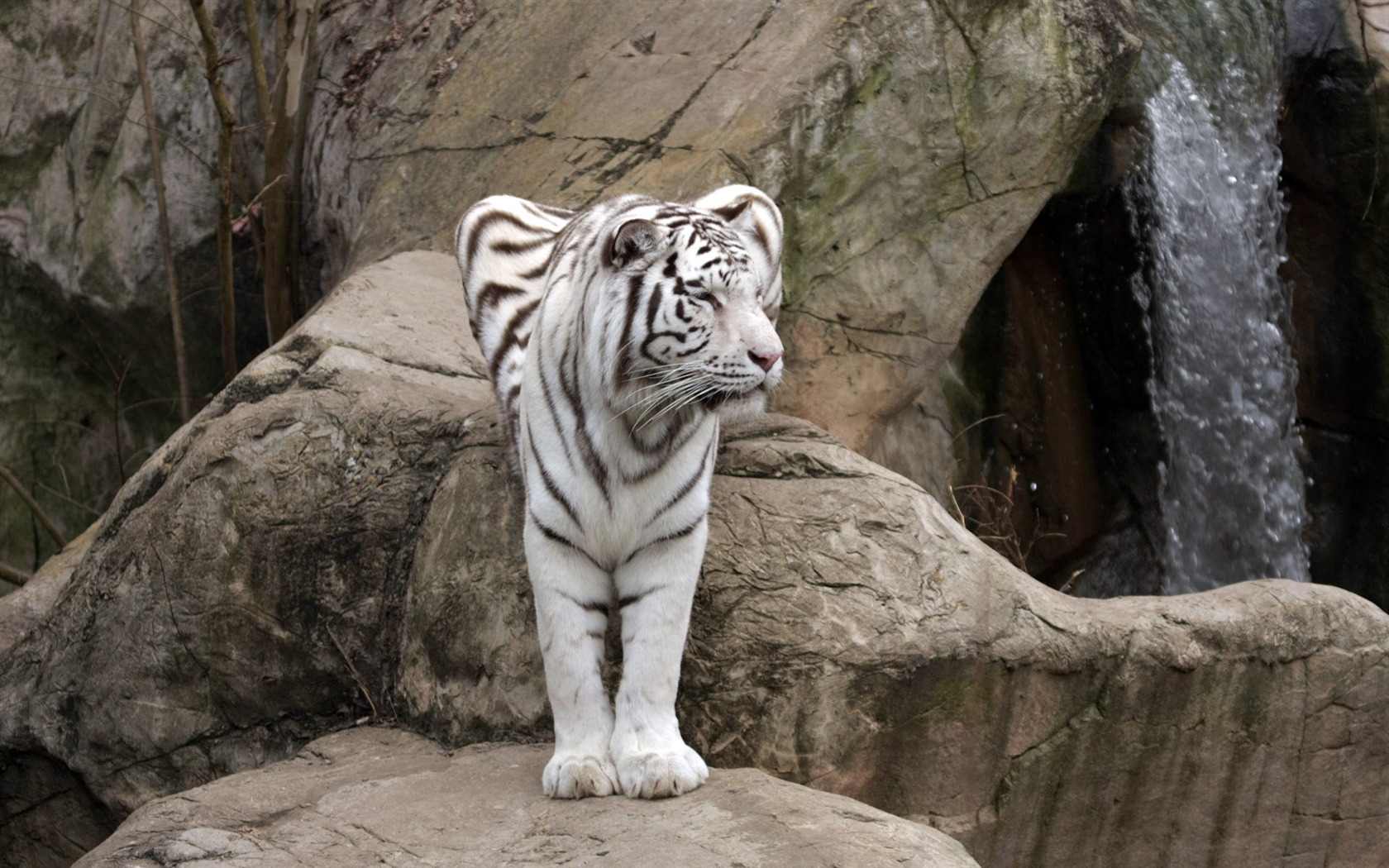 Tiger Фото обои (4) #5 - 1680x1050
