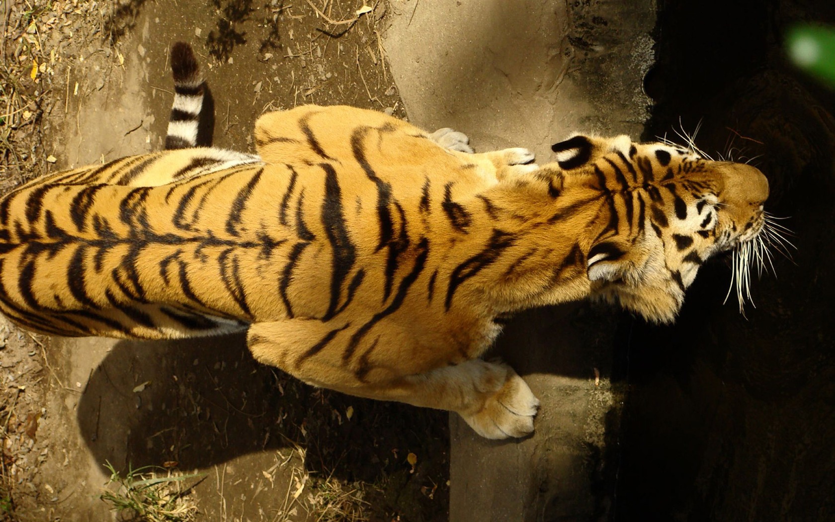 Tiger Фото обои (4) #9 - 1680x1050