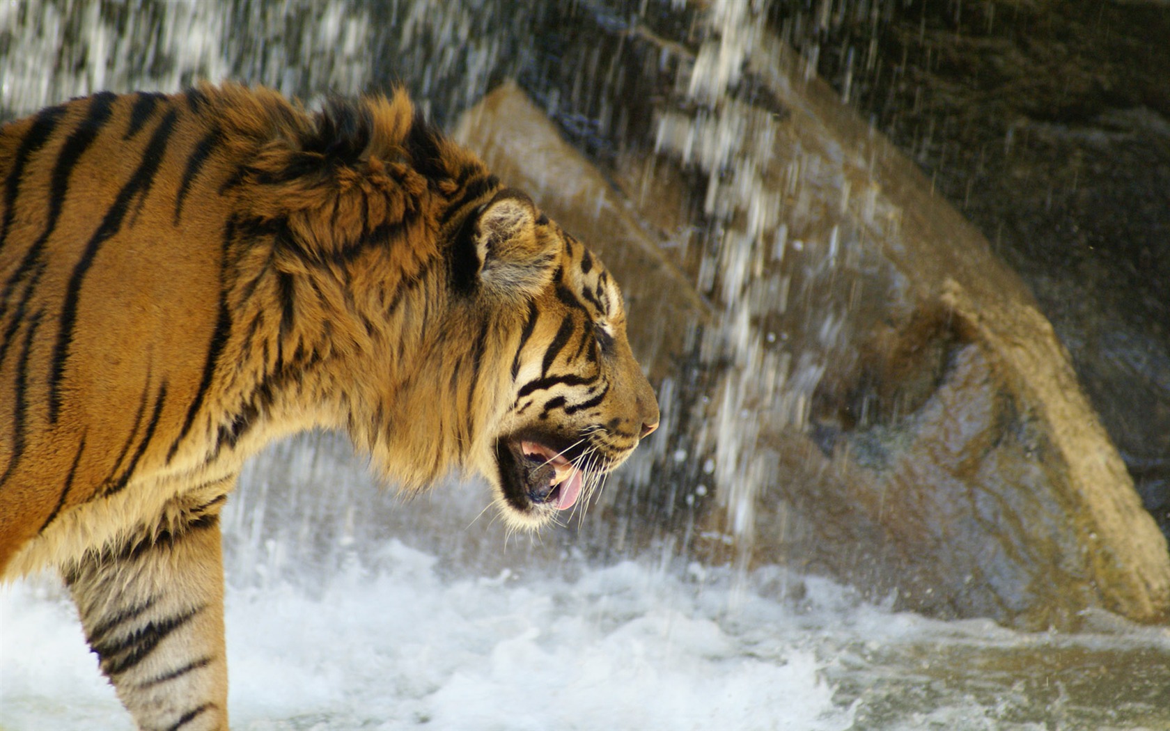 Tiger Фото обои (4) #12 - 1680x1050