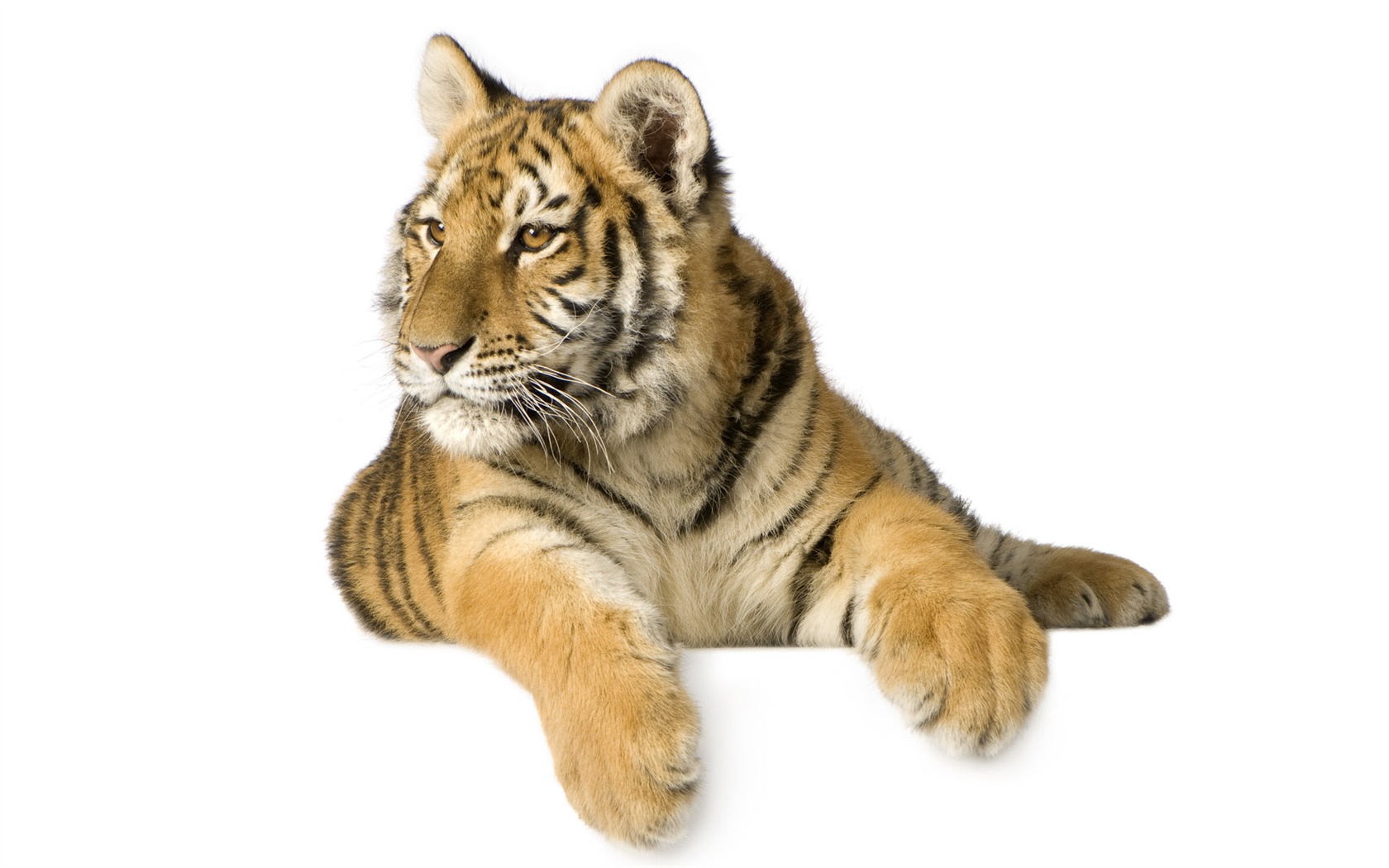Tiger Фото обои (4) #13 - 1680x1050