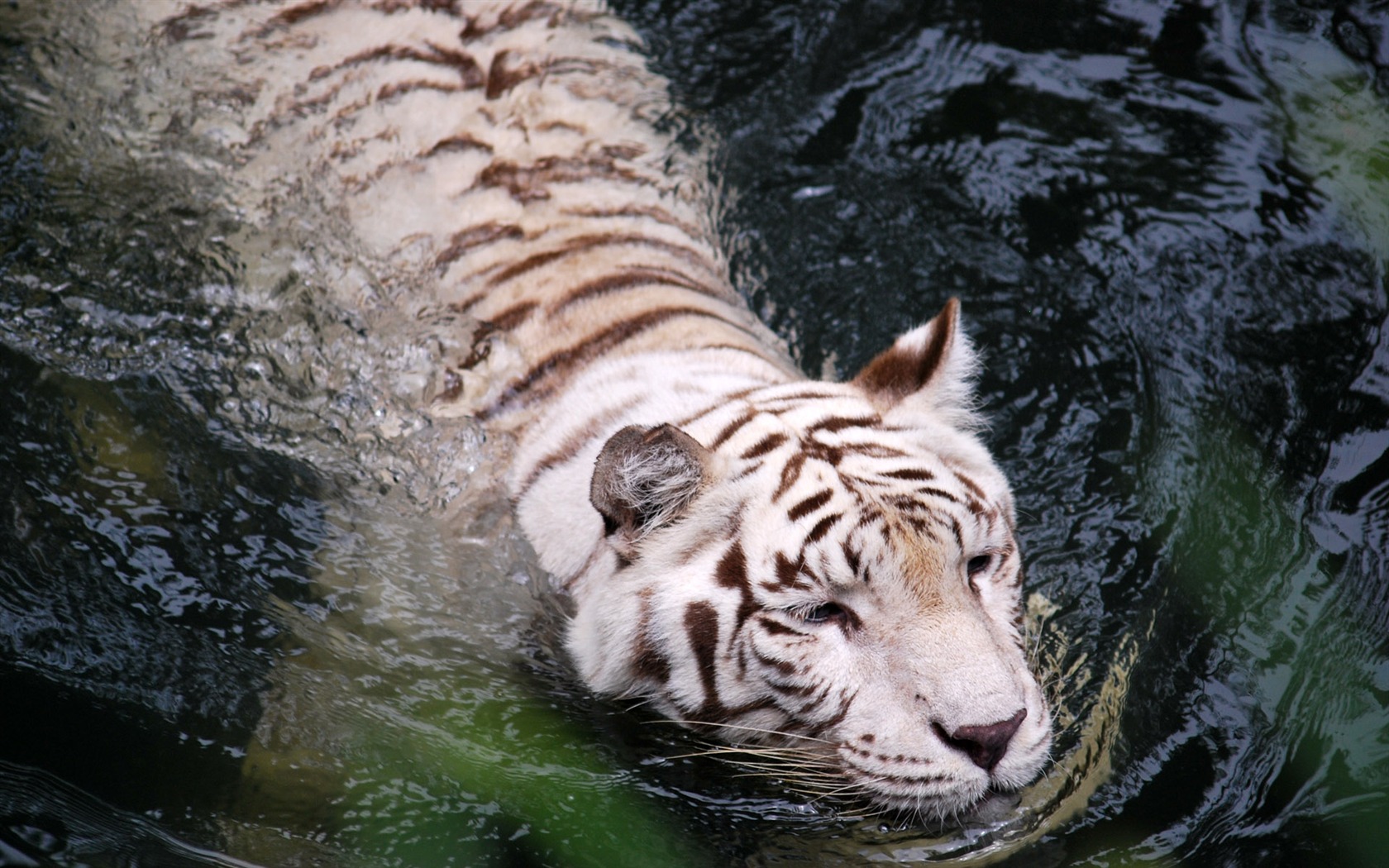 Tiger Фото обои (4) #18 - 1680x1050