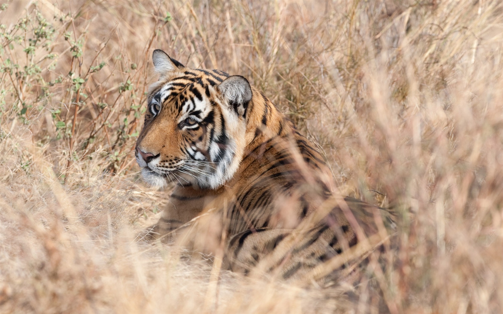 Tiger Фото обои (4) #19 - 1680x1050