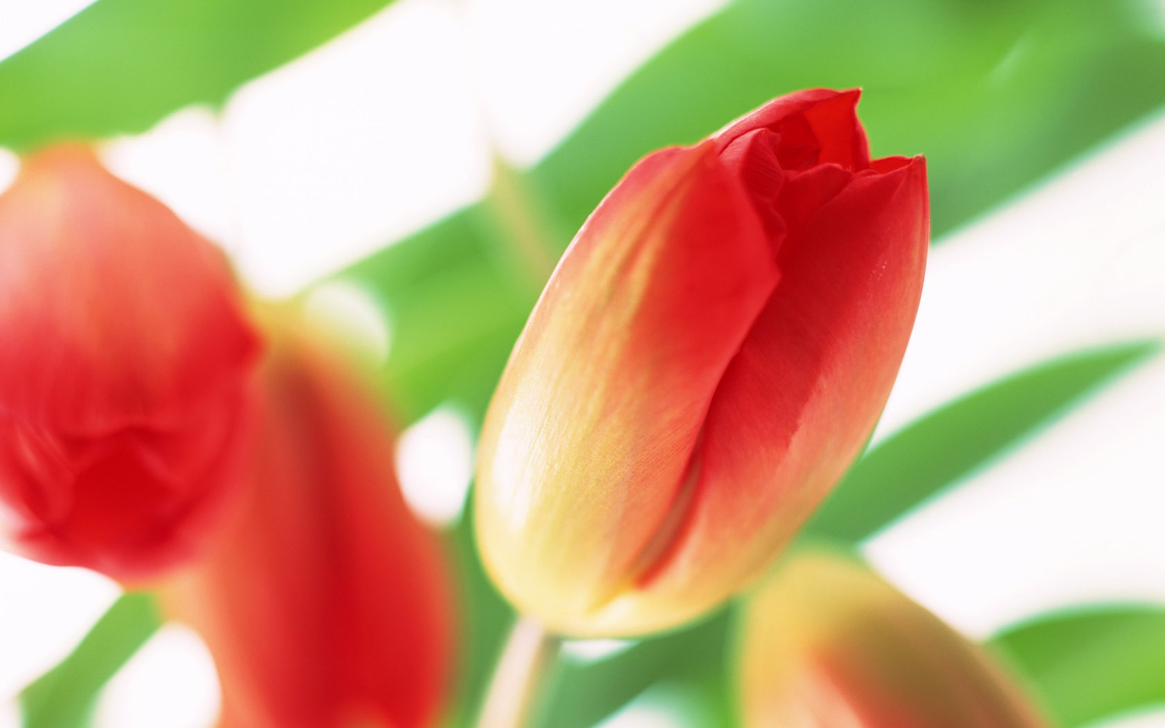 Tulip Широкоэкранные обои #17 - 1680x1050