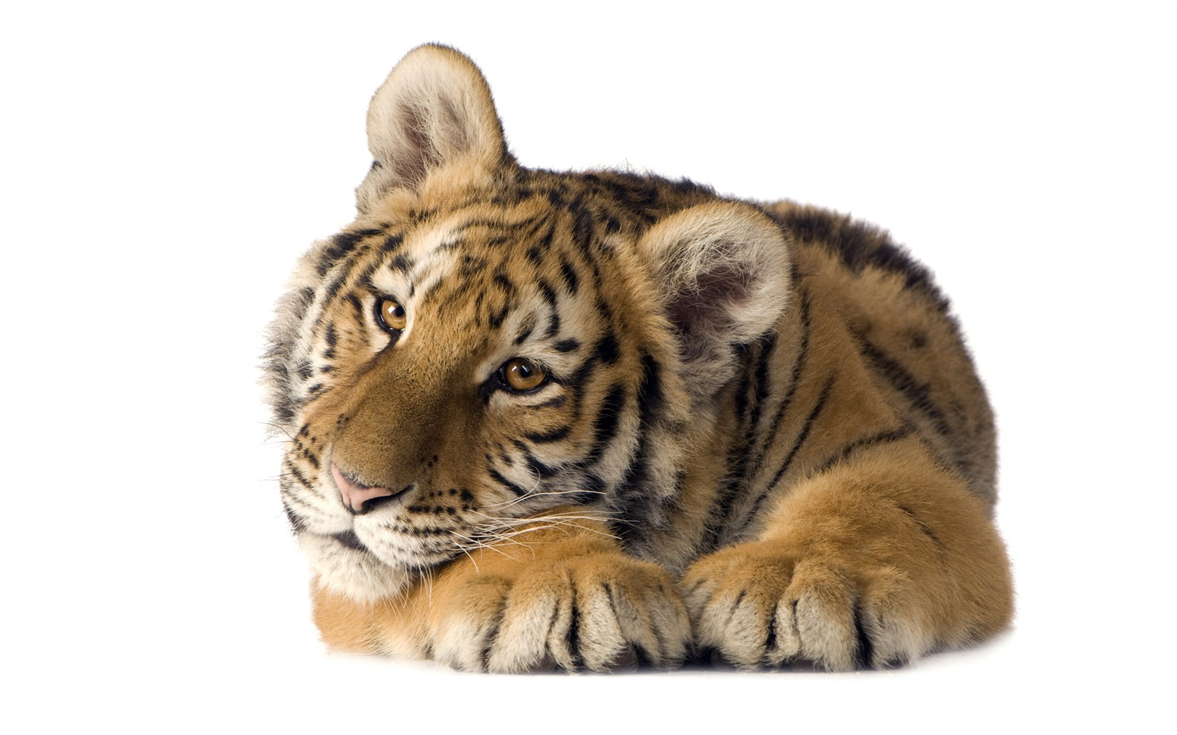 Fond d'écran Tiger Photo (5) #8 - 1680x1050