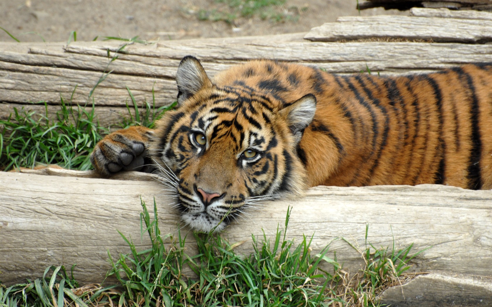 Fond d'écran Tiger Photo (5) #10 - 1680x1050