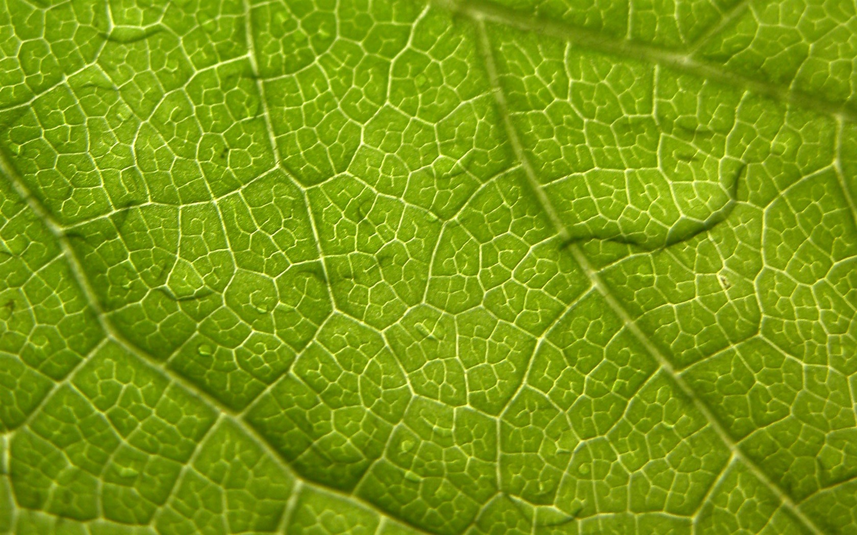 Foreign photography green leaf wallpaper (1) #16 - 1680x1050