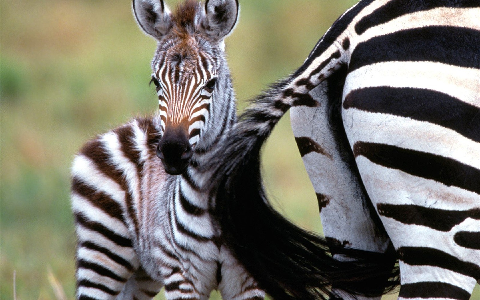 Zebra Фото обои #22 - 1680x1050