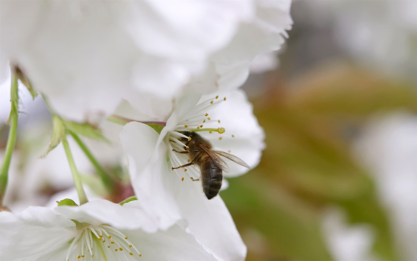 Láska Bee Květinové tapetu (3) #10 - 1680x1050