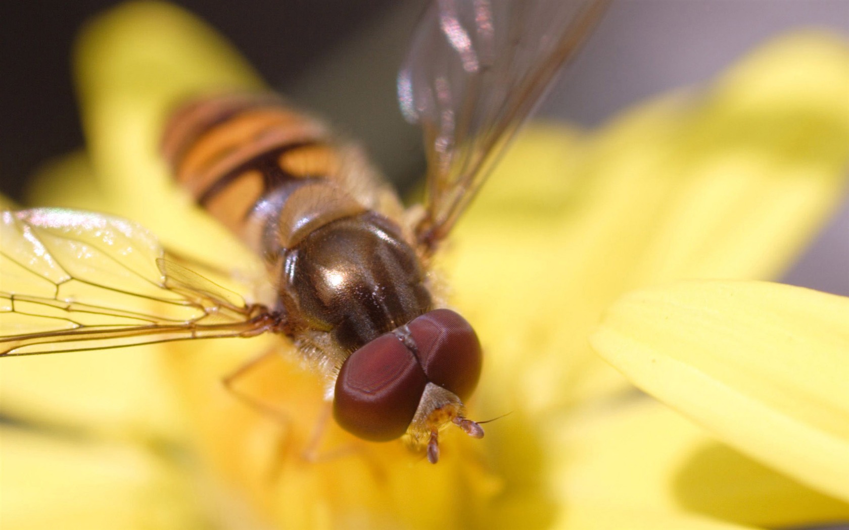 Love Bee Flower Wallpaper (3) #14 - 1680x1050