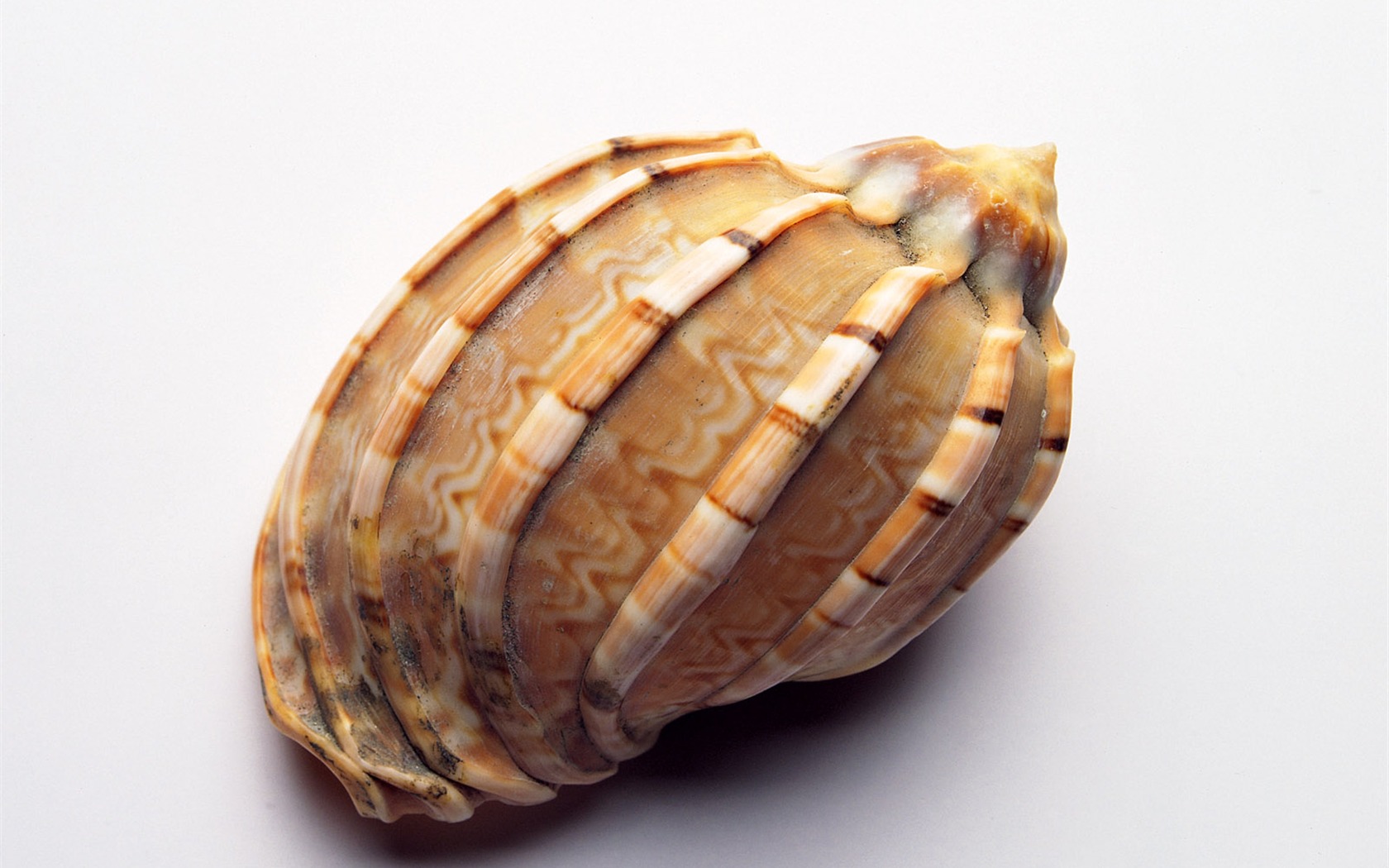 Conch Shell album papier peint (1) #11 - 1680x1050