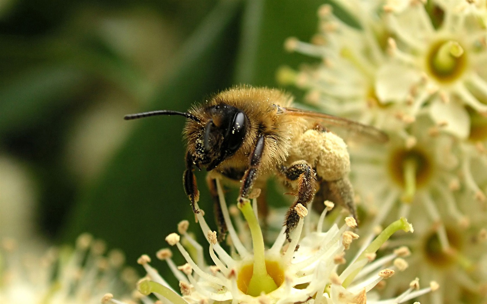 Láska Bee Květinové tapetu (4) #4 - 1680x1050