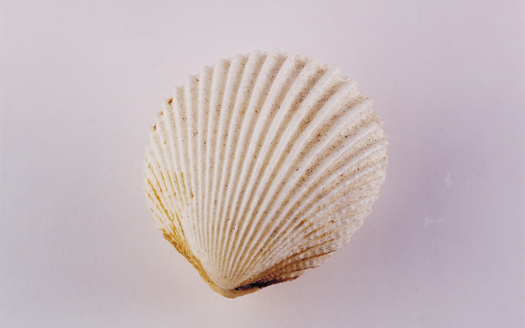 贝壳海螺壁纸专辑(二)7 - 1680x1050