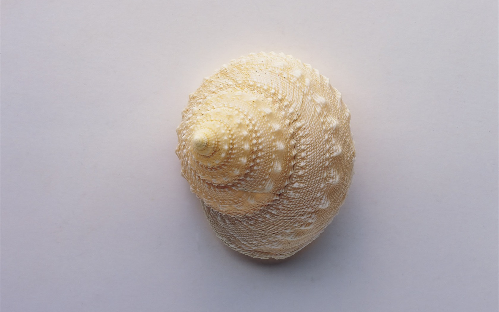 貝殼海螺壁紙專輯(二) #9 - 1680x1050