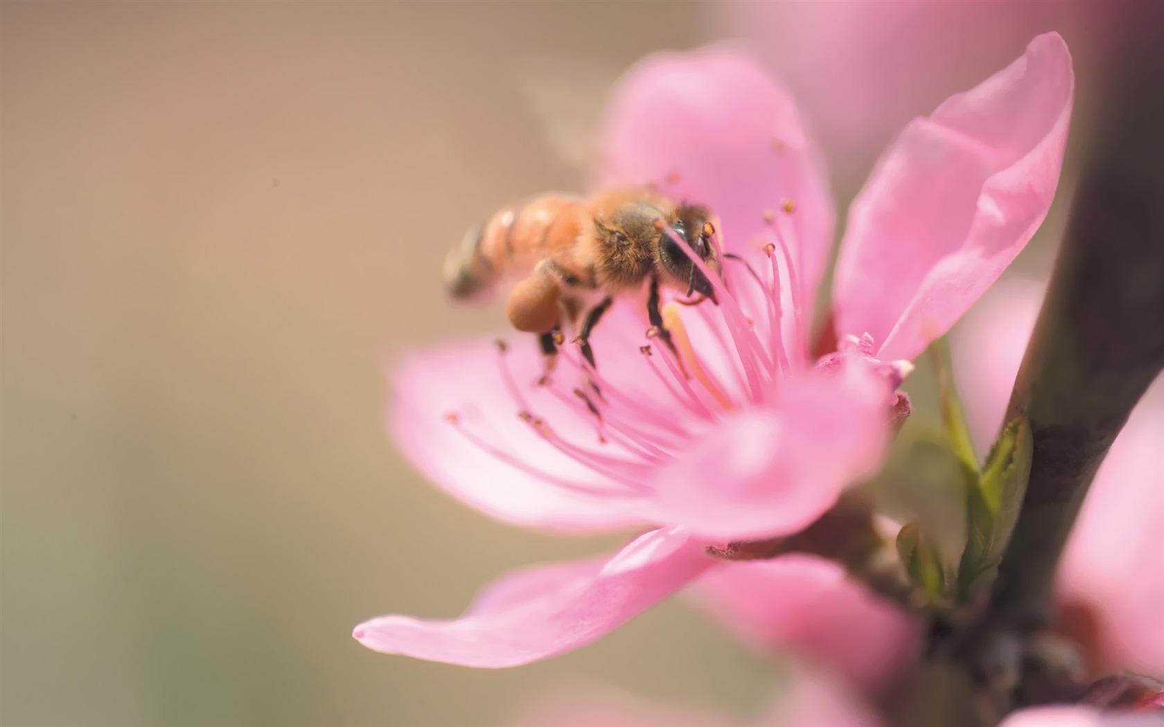 Fleurs Corée du Sud HD Livre #30 - 1680x1050