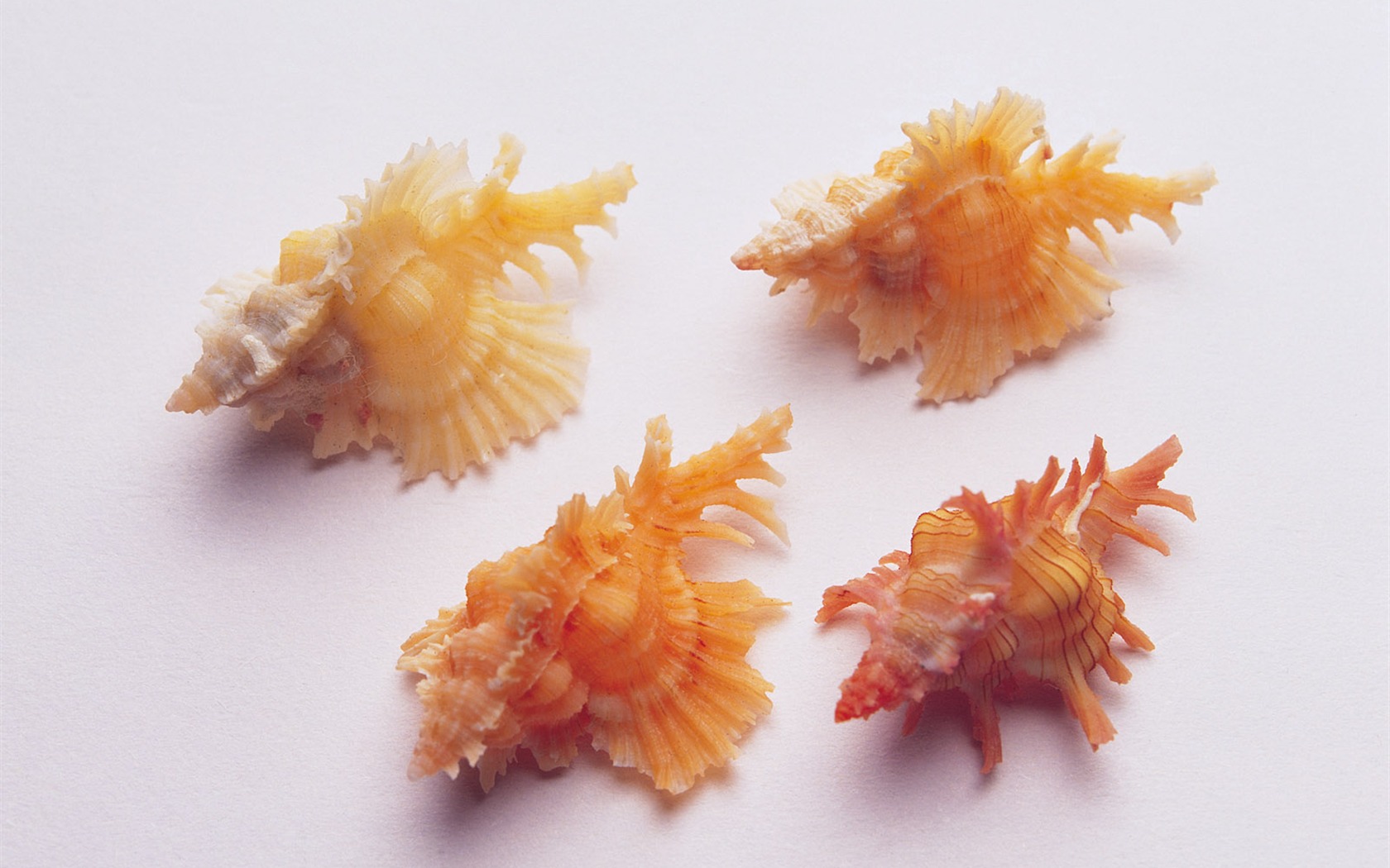 贝壳海螺壁纸专辑(三)3 - 1680x1050