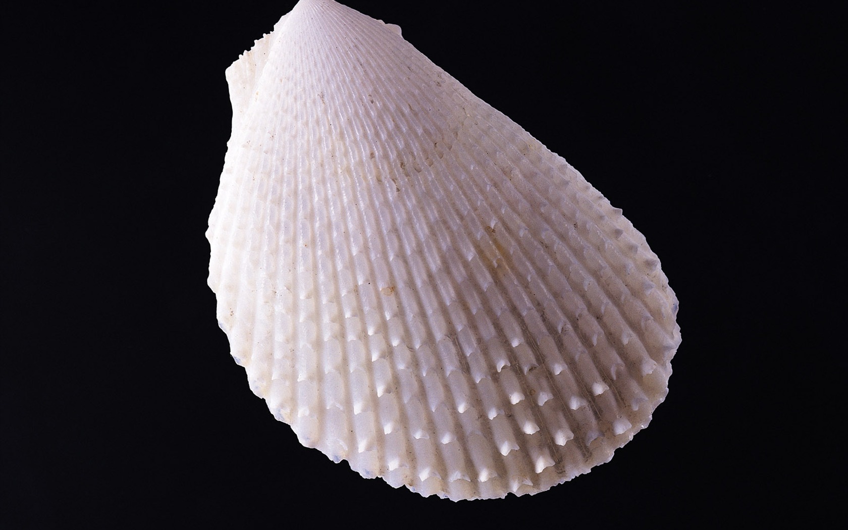 贝壳海螺壁纸专辑(三)11 - 1680x1050
