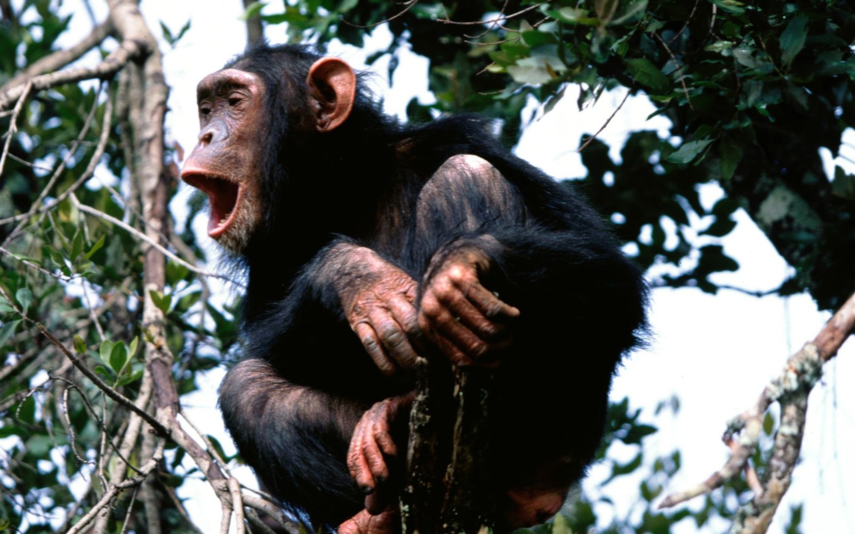 Monkey орангутанга обои (2) #3 - 1680x1050