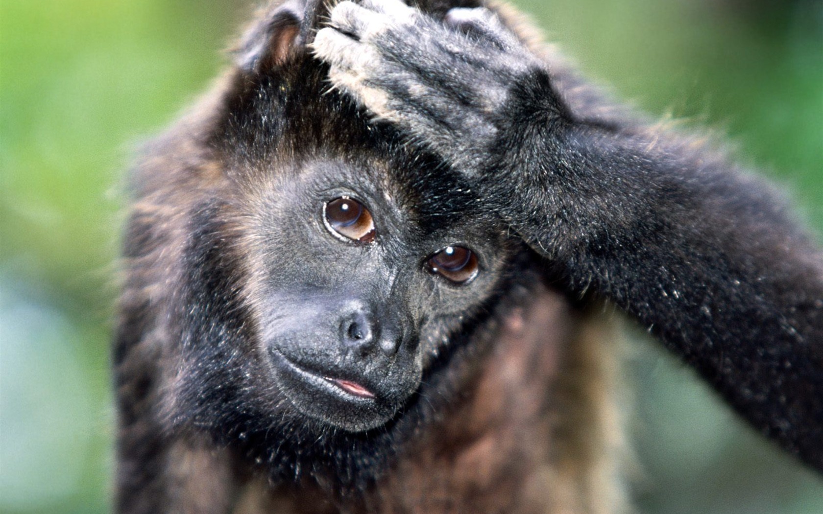 Monkey orangutan tapetu (2) #17 - 1680x1050