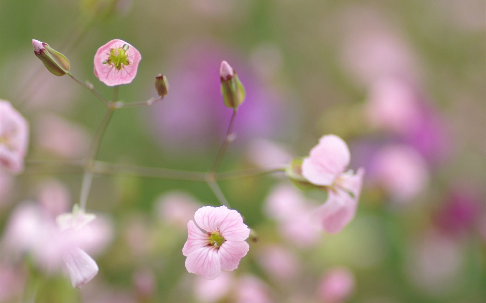 Personnels d'écran Fleurs (2) #30 - 1680x1050