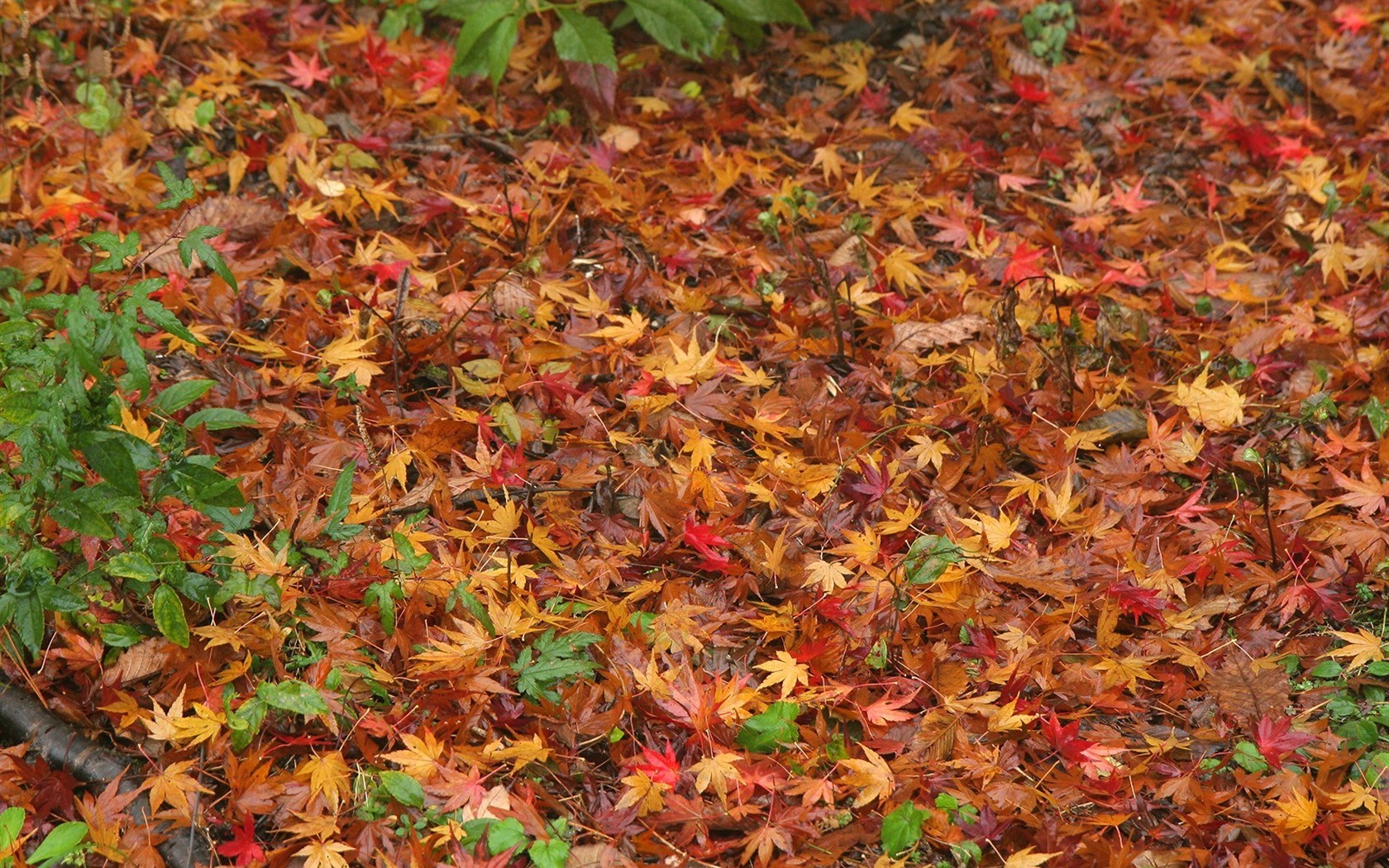 Maple Leaf wallpaper paved way #6 - 1680x1050
