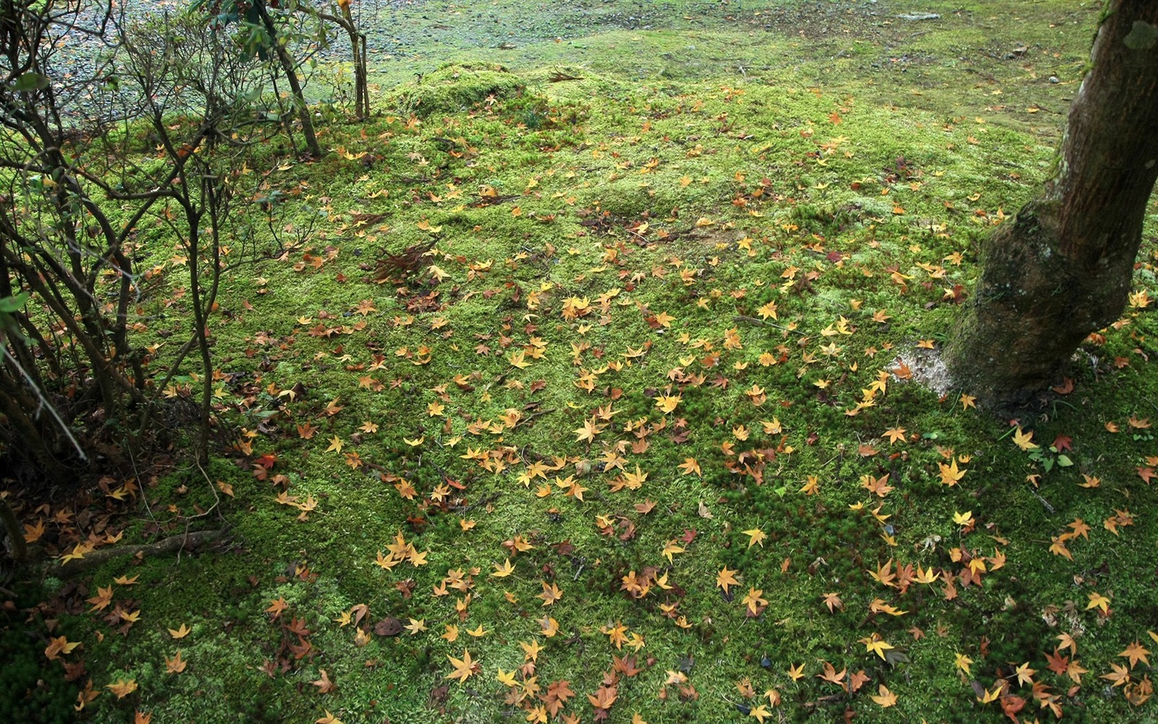 Maple Leaf Tapete gepflasterten Weg #8 - 1680x1050