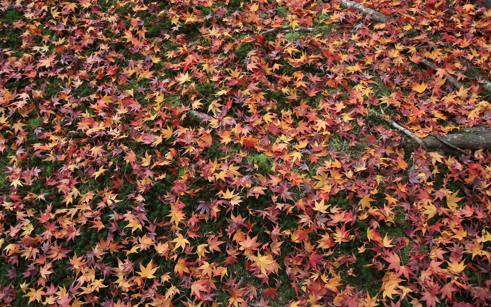 Maple Leaf Tapete gepflasterten Weg #11 - 1680x1050