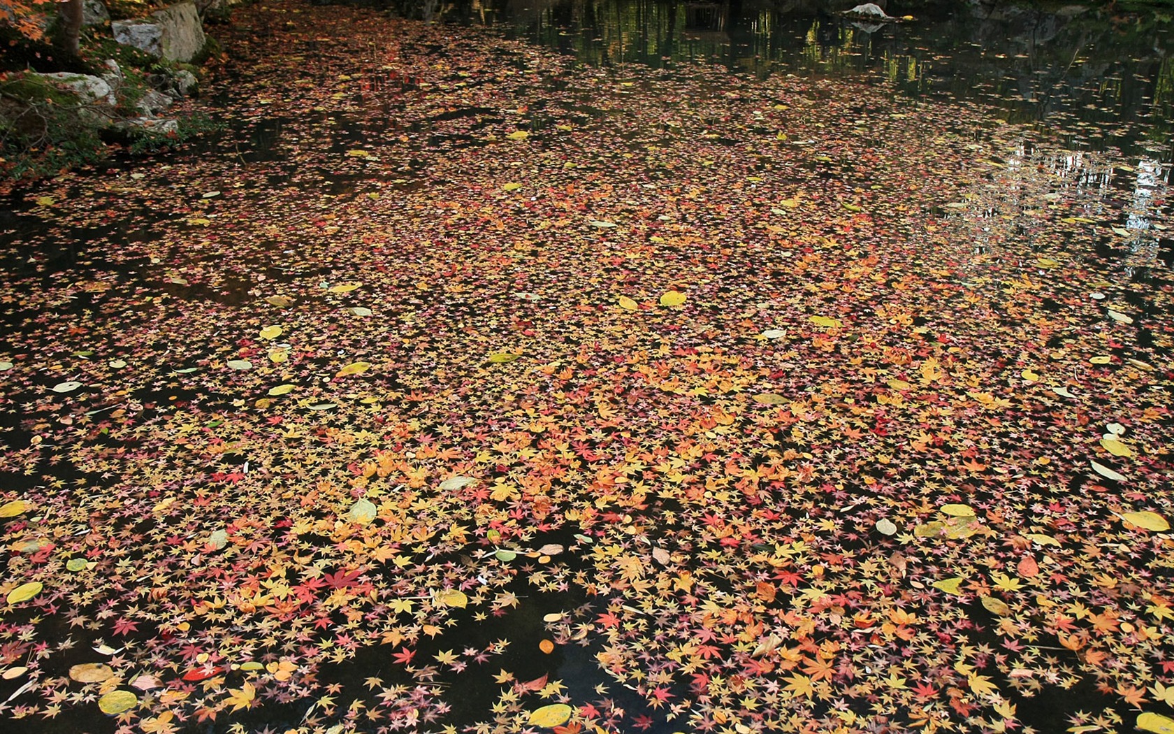 Maple Leaf Tapete gepflasterten Weg #13 - 1680x1050