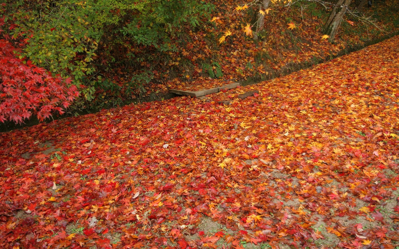 Maple Leaf wallpaper vydláždila cestu #20 - 1680x1050