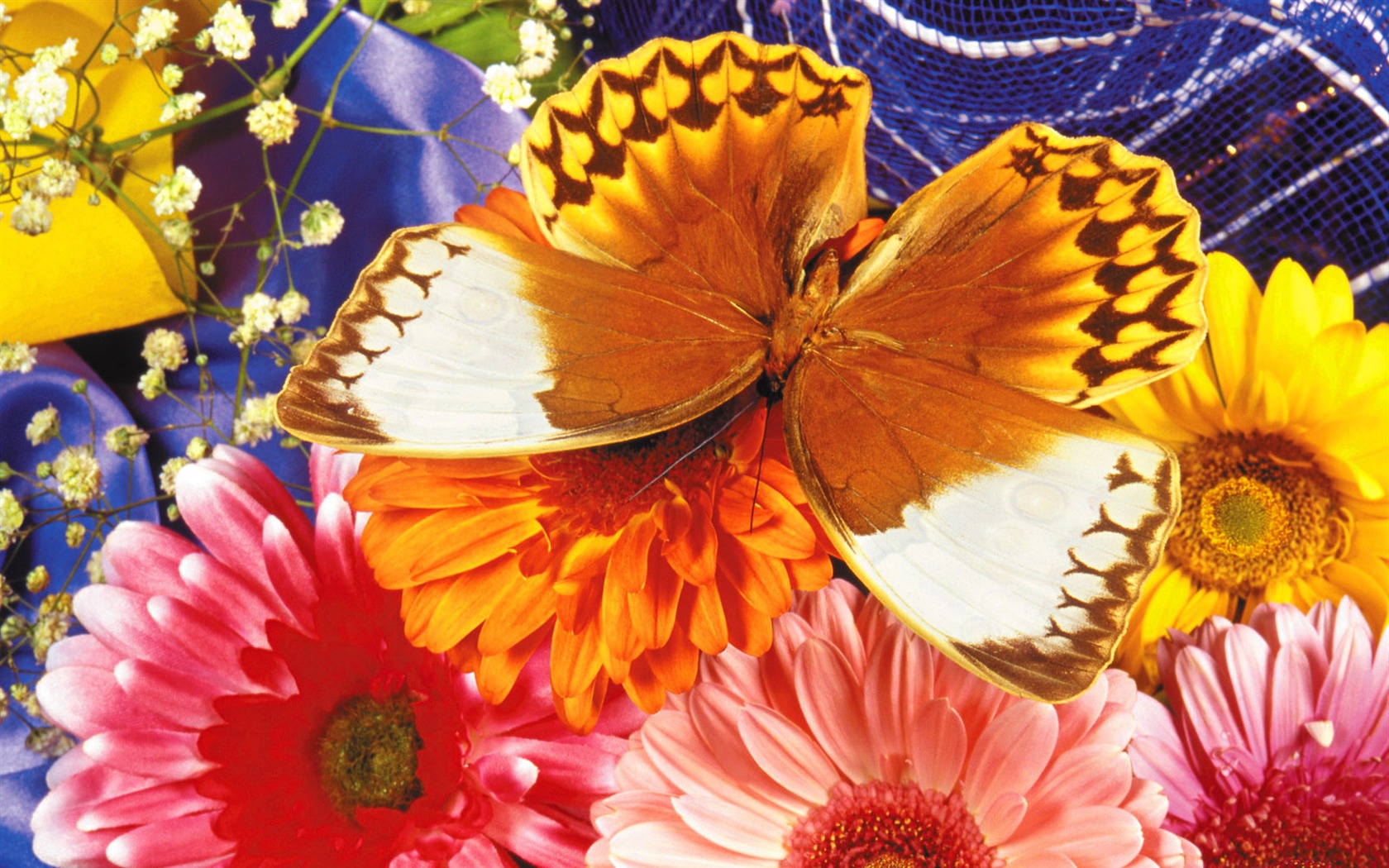 Papillons et fleurs album papier peint (1) #6 - 1680x1050