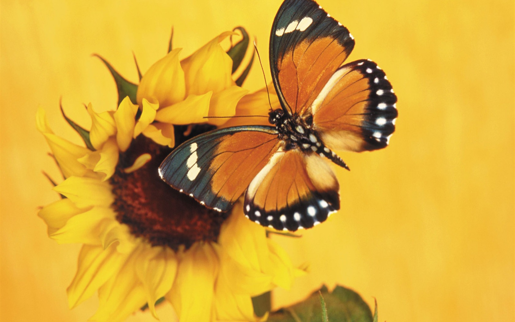 Papillons et fleurs album papier peint (1) #16 - 1680x1050