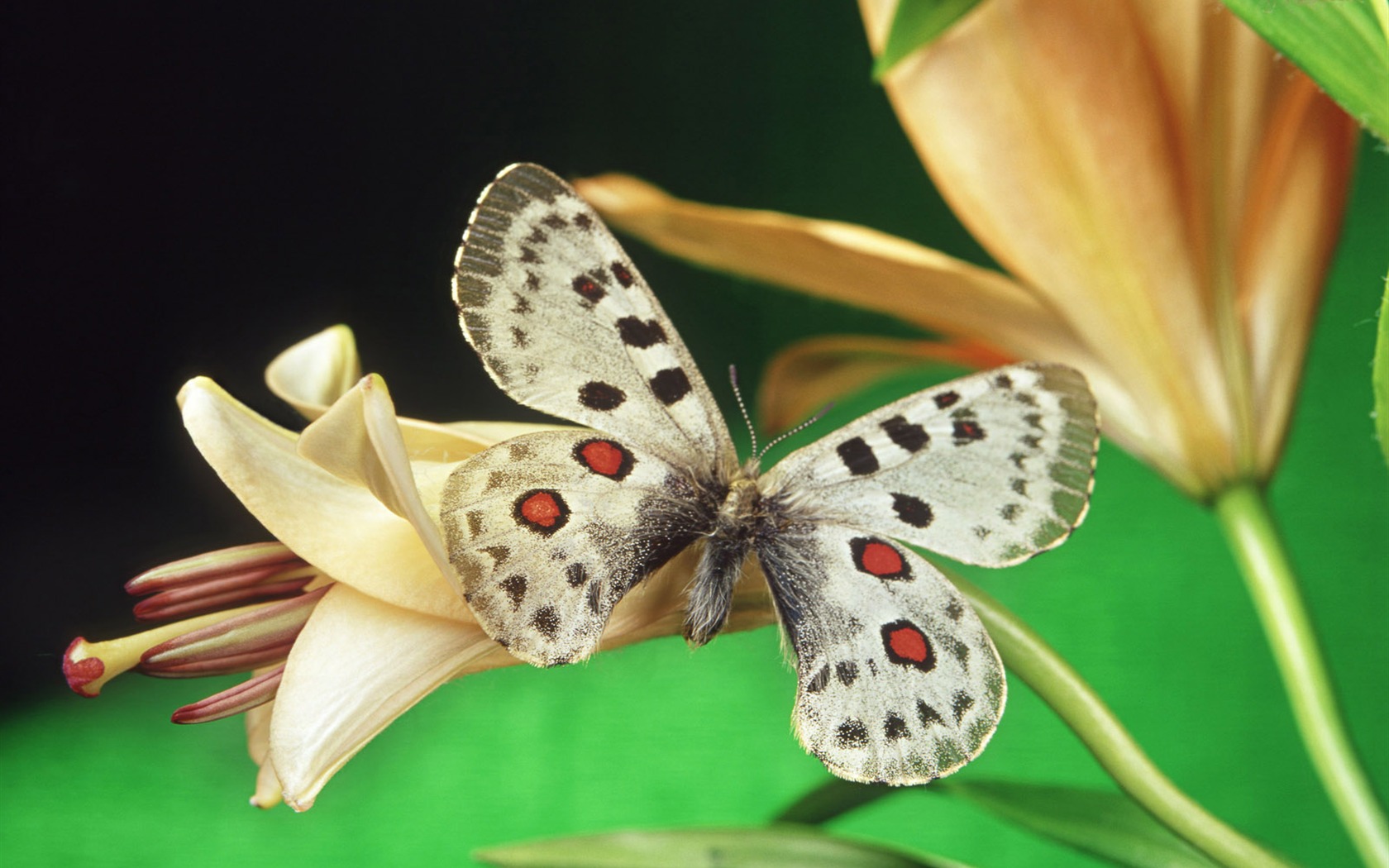 motýli a květiny tapety album (1) #17 - 1680x1050