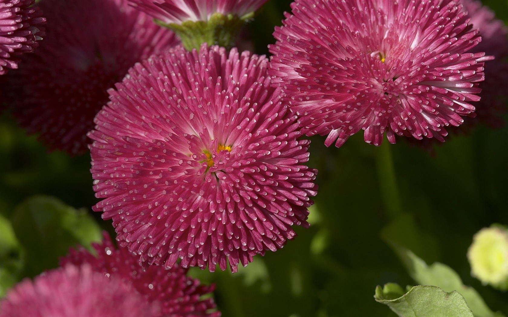 超大鲜花特写 壁纸(一)2 - 1680x1050