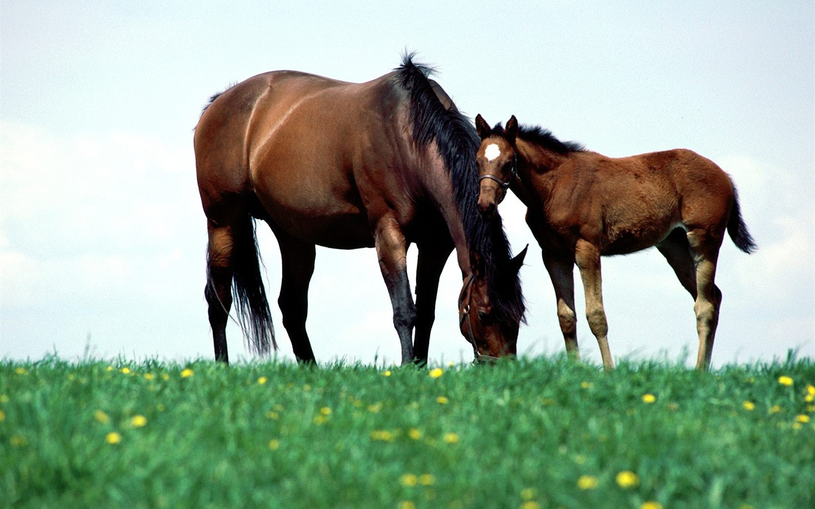 Horse Wallpaper Foto (1) #5 - 1680x1050