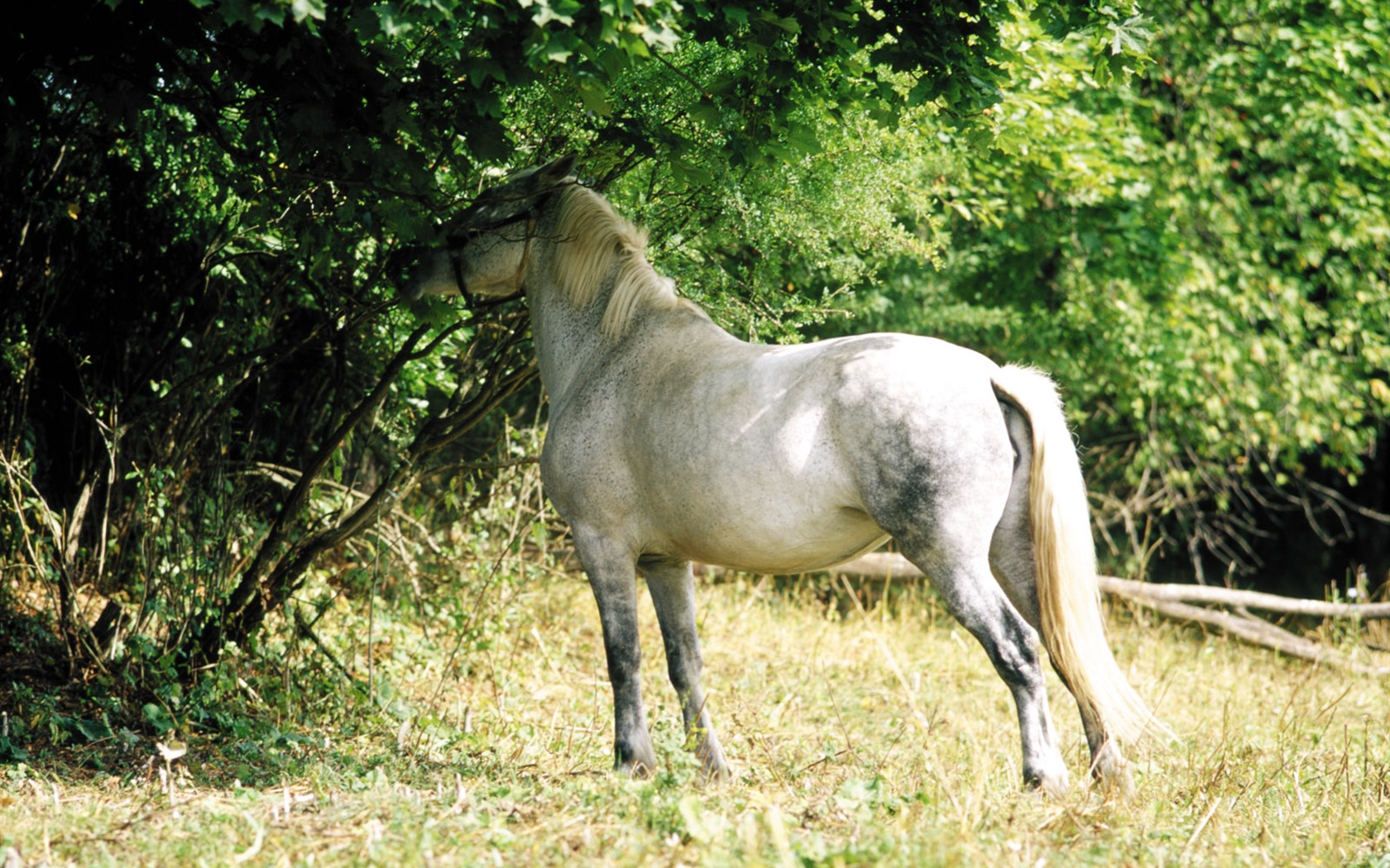 Fondo de pantalla de fotos de caballos (3) #17 - 1680x1050