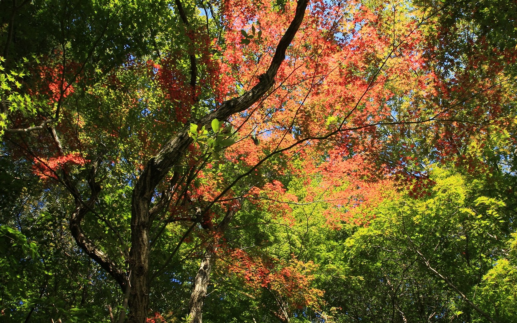 Maple sky wallpaper (2) #11 - 1680x1050