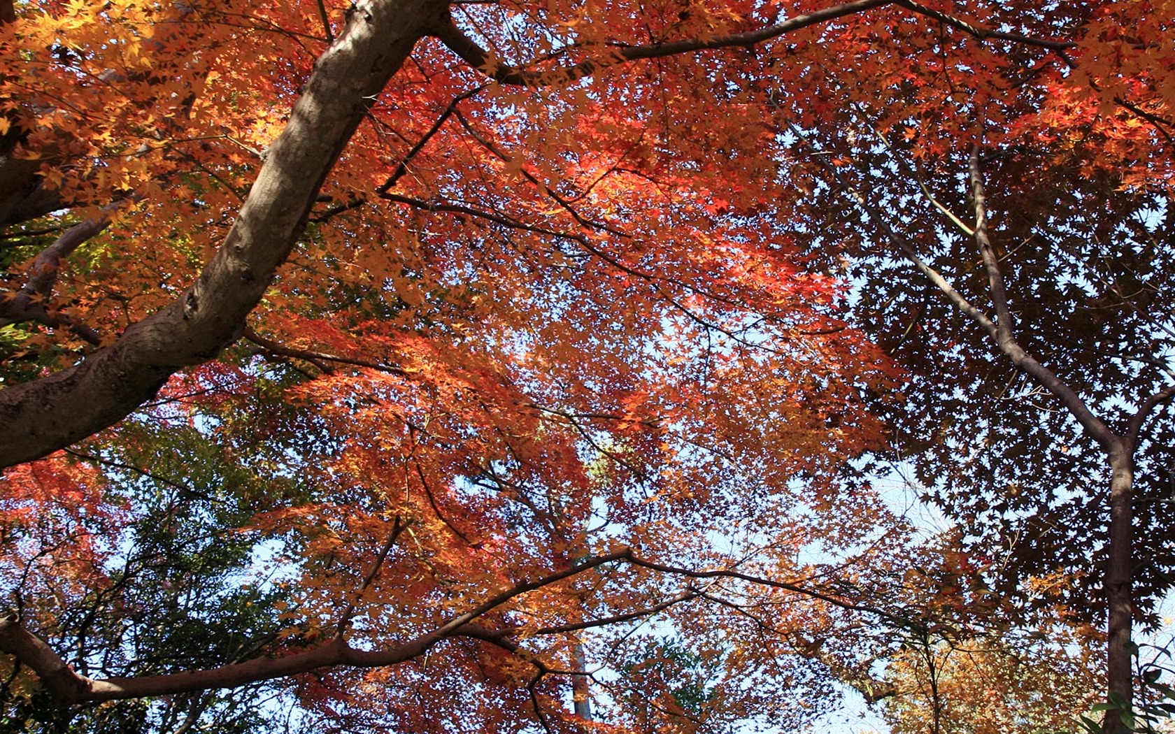 Maple Himmel Wallpaper (3) #17 - 1680x1050