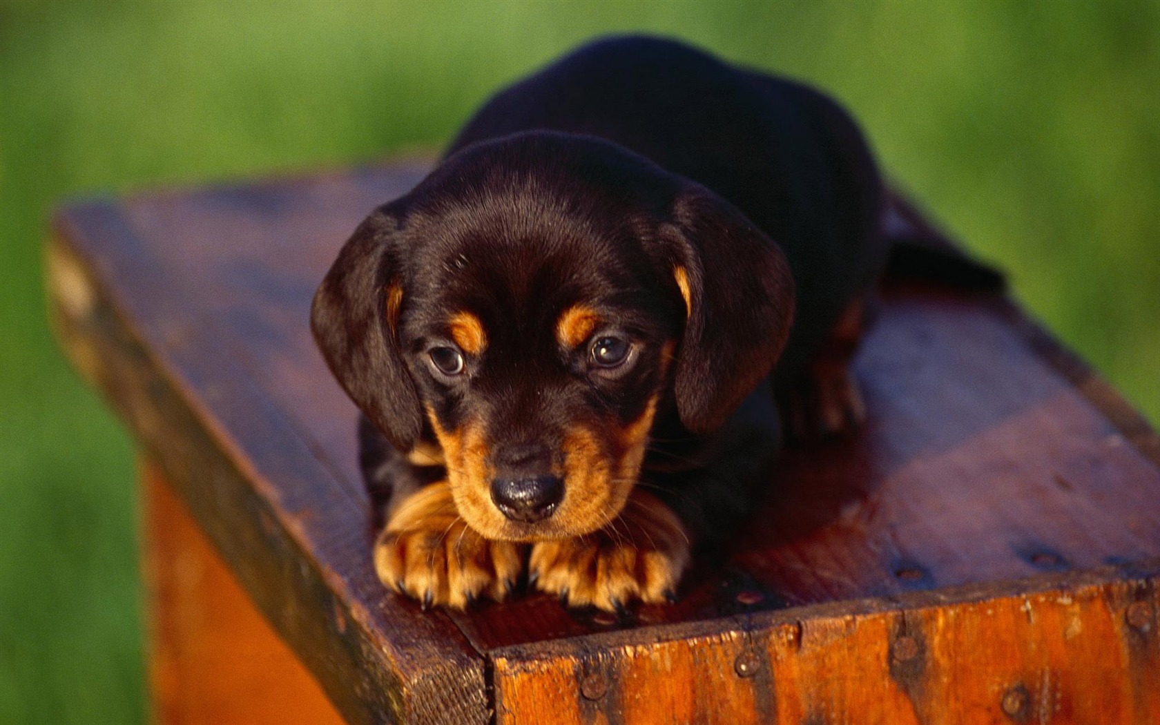 Puppy Photo HD wallpapers (3) #19 - 1680x1050