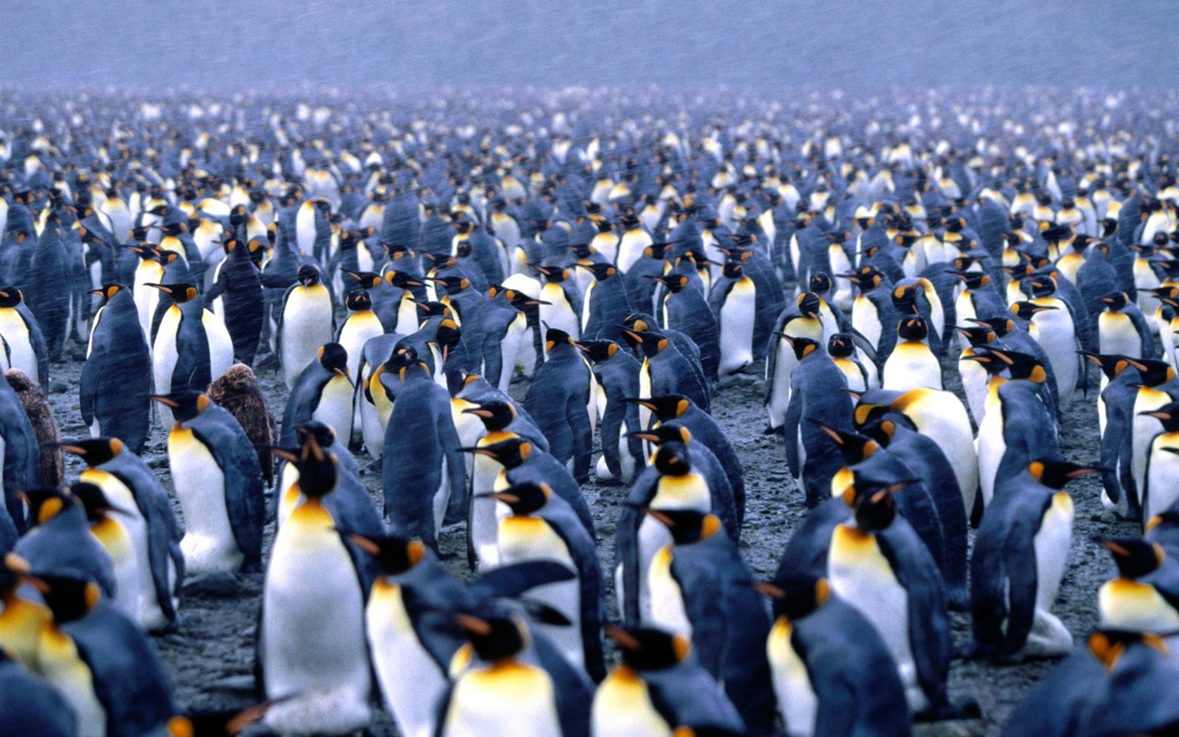 Penguin Photo Wallpaper #4 - 1680x1050