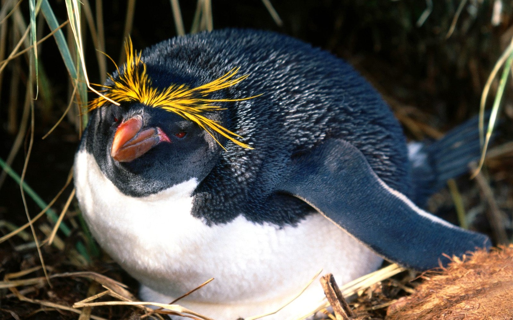 Penguin Foto Wallpaper #10 - 1680x1050