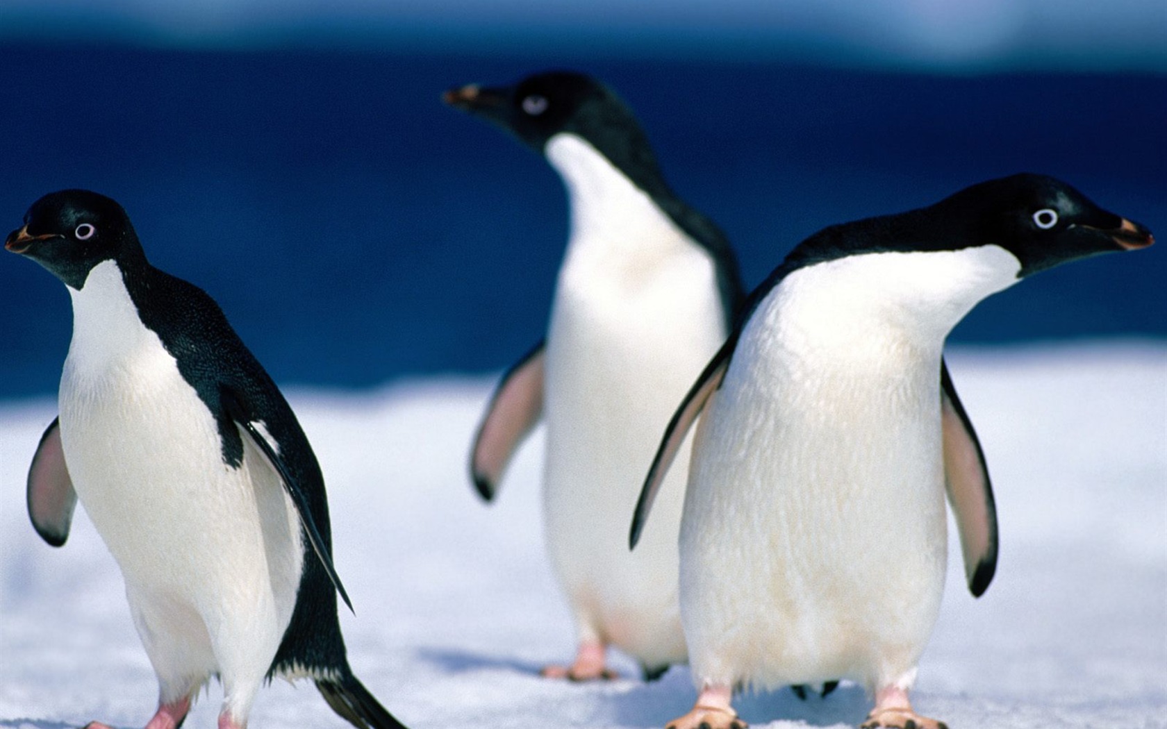 Penguin Foto Wallpaper #13 - 1680x1050