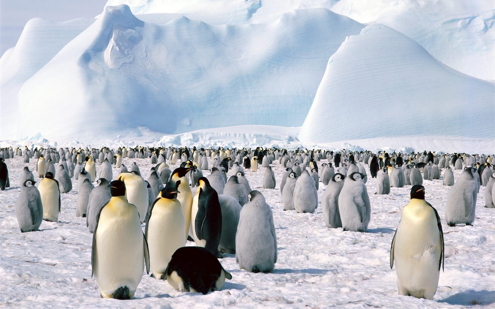 Пингвин Фото обои #16 - 1680x1050