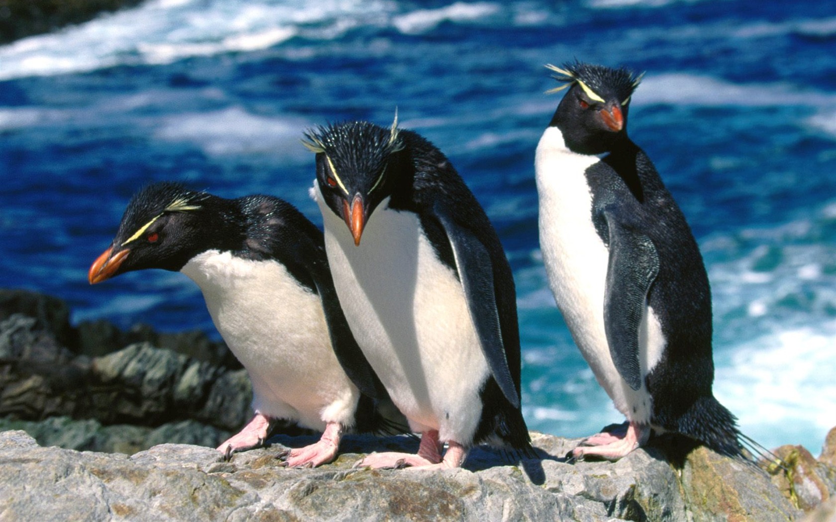 Penguin Fondos de Fotografía #22 - 1680x1050